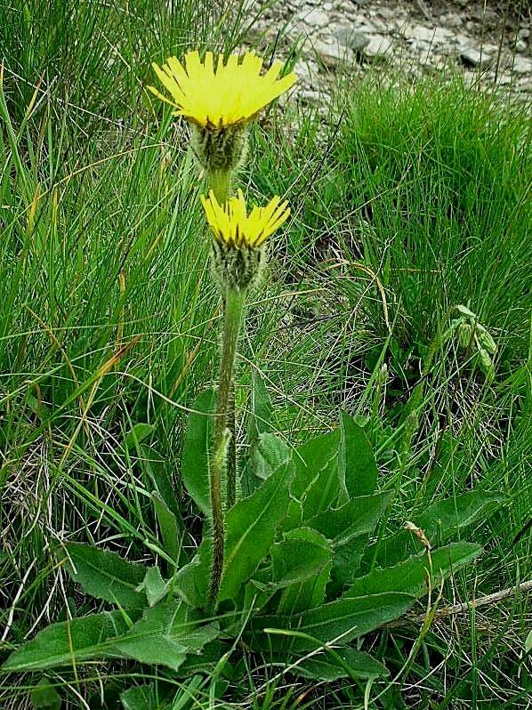 Hypochaeris uniflora / Costolina alpina